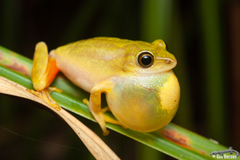 Tinker Reed Frog photo 3
