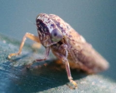 Acericerus vittifrons