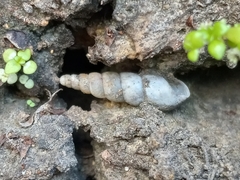 Subulina octona