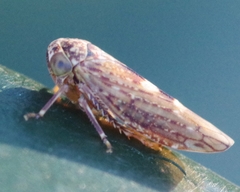 Acericerus vittifrons