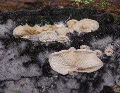 Crepidotus nephrodes