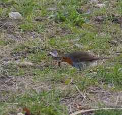 Erithacus rubecula