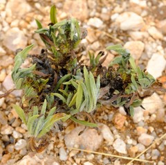 Wellstedia dinteri dinteri