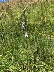 Brownleea recurvata