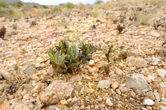 Wellstedia dinteri dinteri