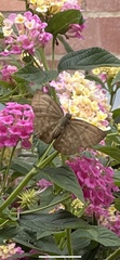 Achlyodes