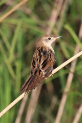 Spartonoica maluroides