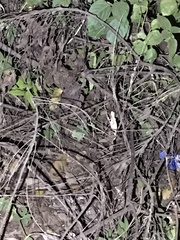 Rieppeleon kerstenii