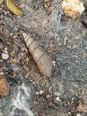 Subulina octona