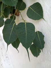 Ficus religiosa