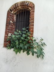 Ficus religiosa