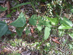 Passiflora vespertilio