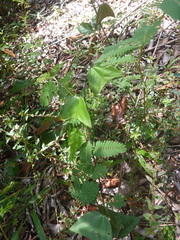 Passiflora vespertilio