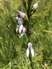 Brownleea recurvata