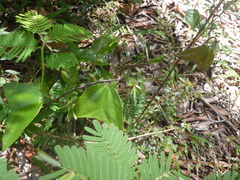 Passiflora vespertilio