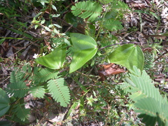 Passiflora vespertilio