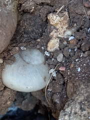 Subulina octona