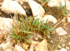 Oropetium capense