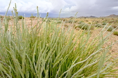 Euphorbia gregaria