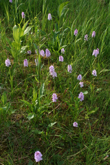 Dactylorhiza fuchsii psychrophila