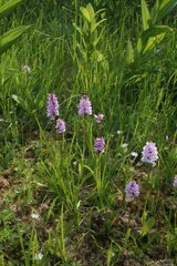 Dactylorhiza fuchsii psychrophila