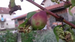 Prunus persica nucipersica