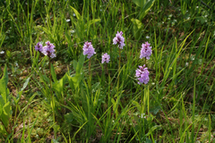 Dactylorhiza fuchsii psychrophila