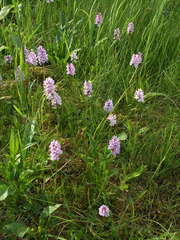 Dactylorhiza fuchsii psychrophila