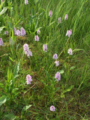 Dactylorhiza fuchsii psychrophila