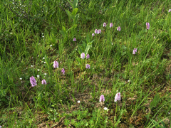 Dactylorhiza fuchsii psychrophila