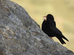 Pyrrhocorax pyrrhocorax