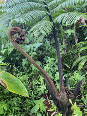 Cyathea muricata