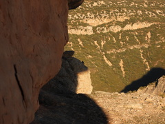 Pyrrhocorax pyrrhocorax