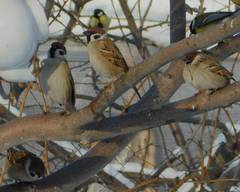 Passer montanus