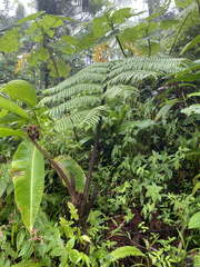 Cyathea muricata