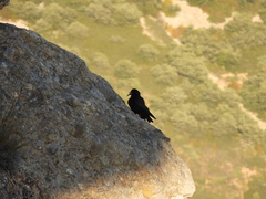 Pyrrhocorax pyrrhocorax