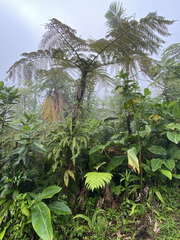 Cyathea muricata