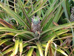 Ananas comosus comosus