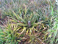 Ananas comosus comosus