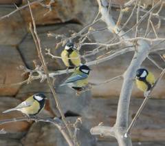 Parus major