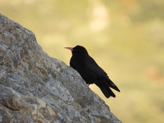 Pyrrhocorax pyrrhocorax