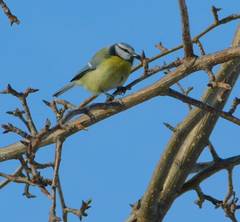 Cyanistes caeruleus