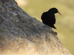 Pyrrhocorax pyrrhocorax