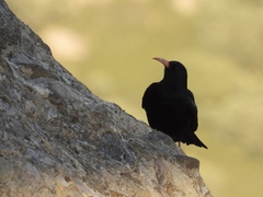 Pyrrhocorax pyrrhocorax