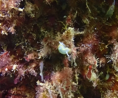 Diaphorodoris alba