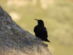 Pyrrhocorax pyrrhocorax