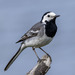 White Wagtail - Photo (c) Ouwesok, some rights reserved (CC BY-NC)
