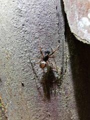 Steatoda bipunctata