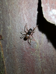 Steatoda bipunctata