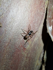 Steatoda bipunctata